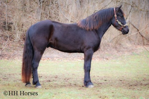 Midnight Thunder - Image 16