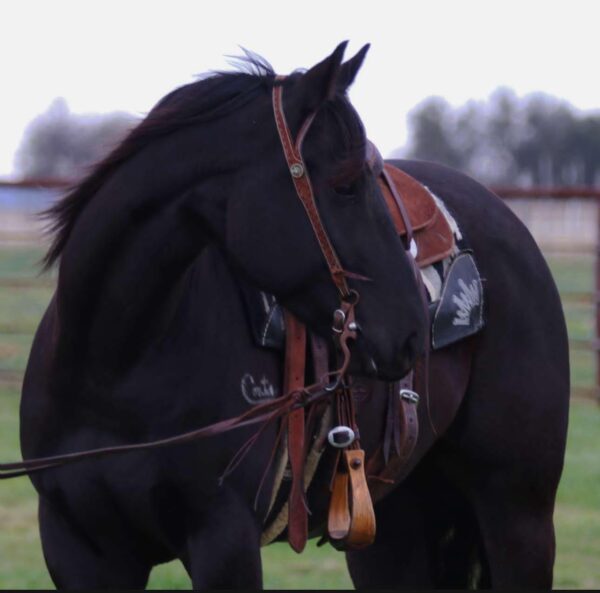 Bentley - Image 3