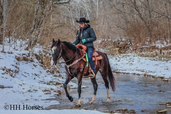 Zorro - Image 9