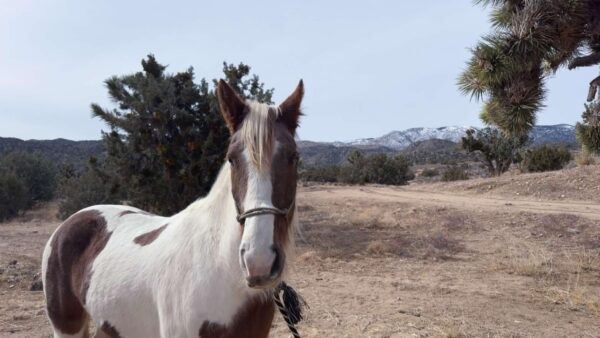 Dixie Diva - Image 5