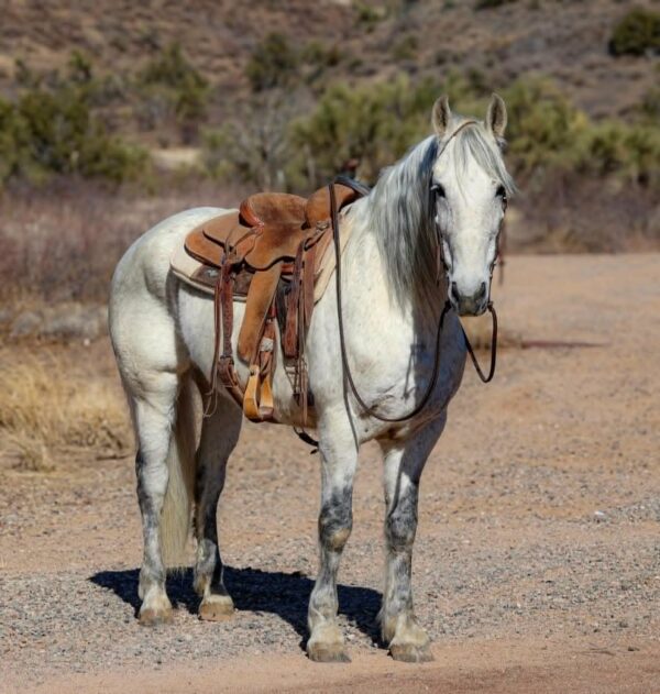 Gandalf - Image 4