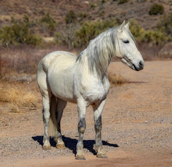 Gandalf - Image 6