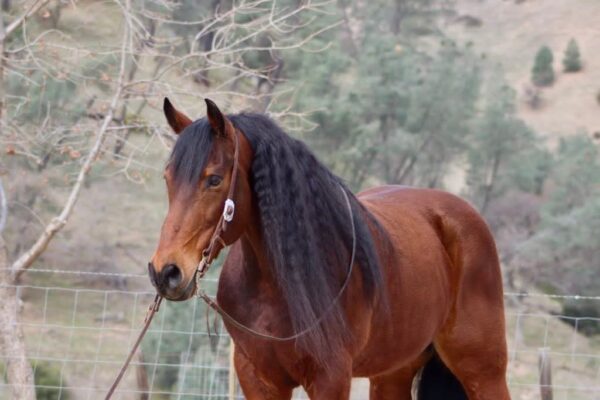 Arthur - Image 13