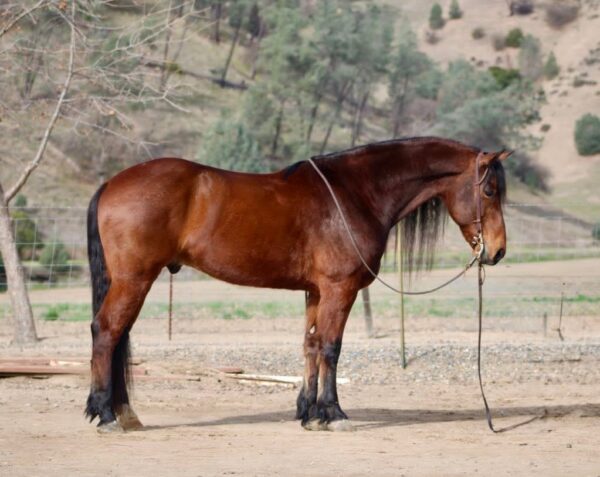 Arthur - Image 15