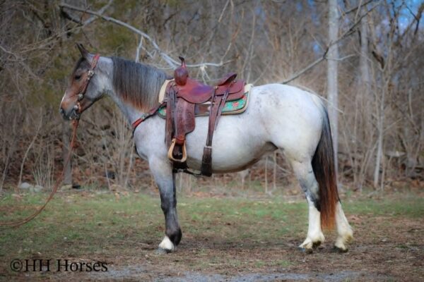 Gypsy Rose - Image 2