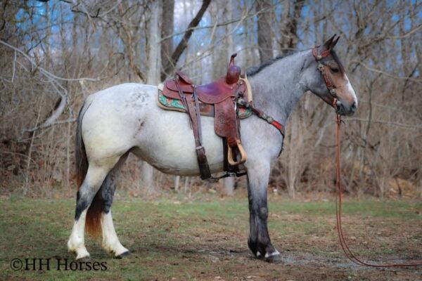 Gypsy Rose - Image 3
