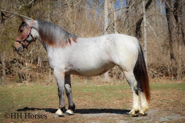 Gypsy Rose