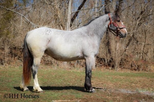 Gypsy Rose - Image 5