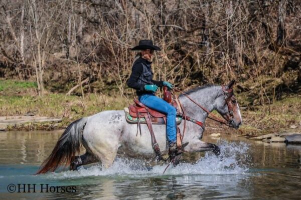 Gypsy Rose - Image 10