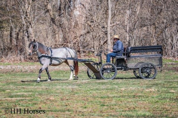 Gypsy Rose - Image 12