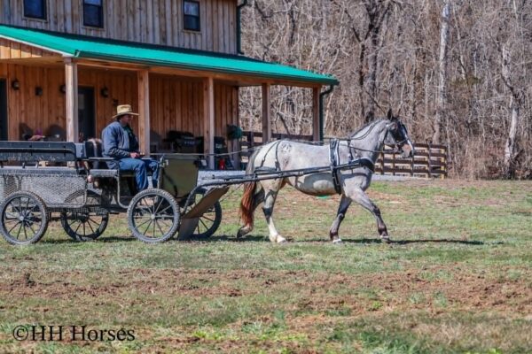 Gypsy Rose - Image 13