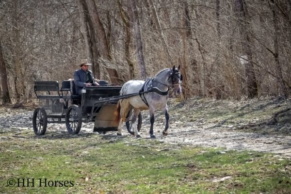 Gypsy Rose - Image 14