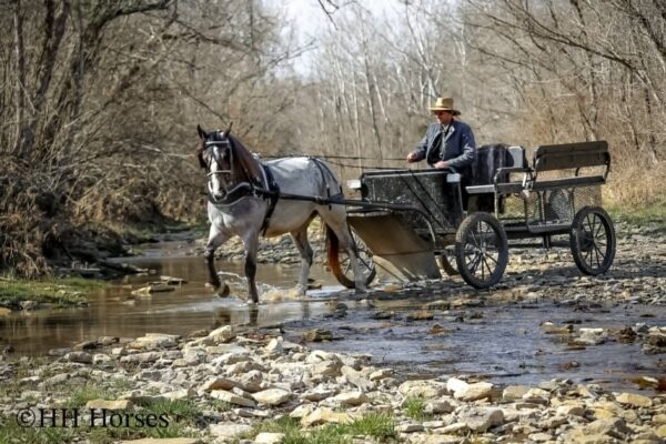 Gypsy Rose - Image 15