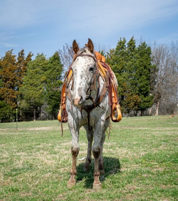 Abby - Image 9