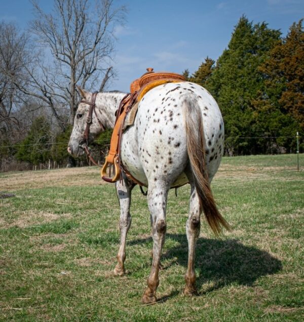 Abby - Image 10
