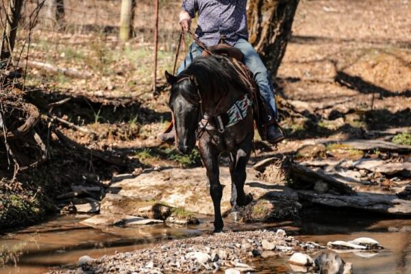 PR Bucks Blue Drift - Image 6