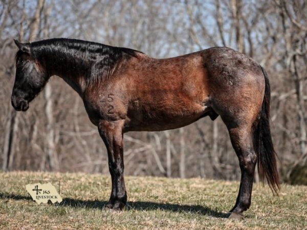 PR Bucks Blue Drift - Image 9