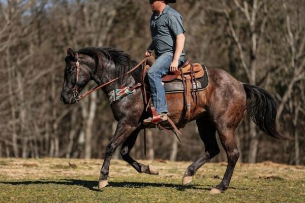 PR Bucks Blue Drift - Image 11