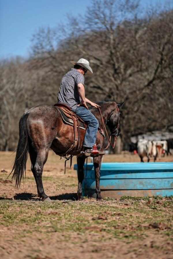 PR Bucks Blue Drift - Image 12