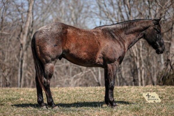 PR Bucks Blue Drift - Image 13