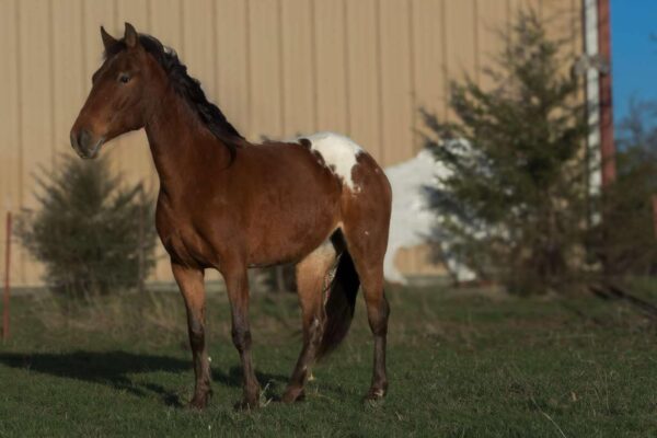 Bailey - Image 3
