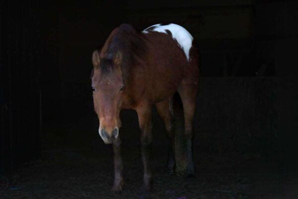 Bailey - Image 6