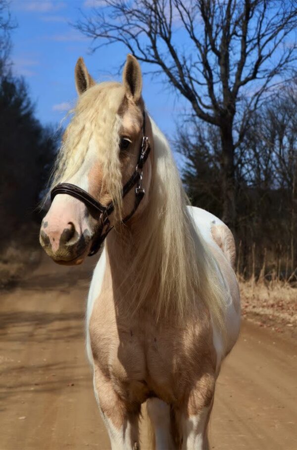 Charlemagne's Chasing A Dream - Image 4