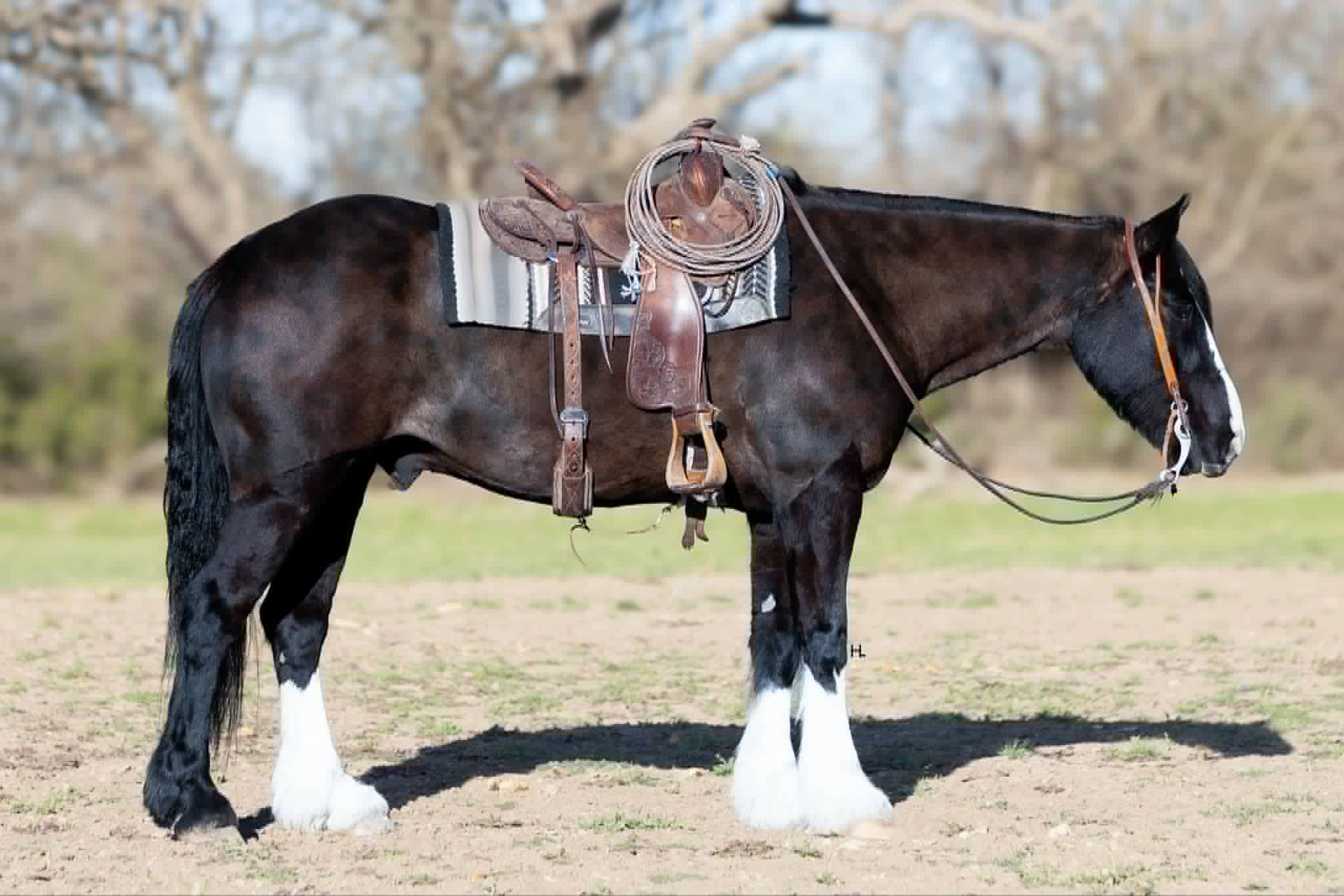 1 & Only Leroy - Image 15