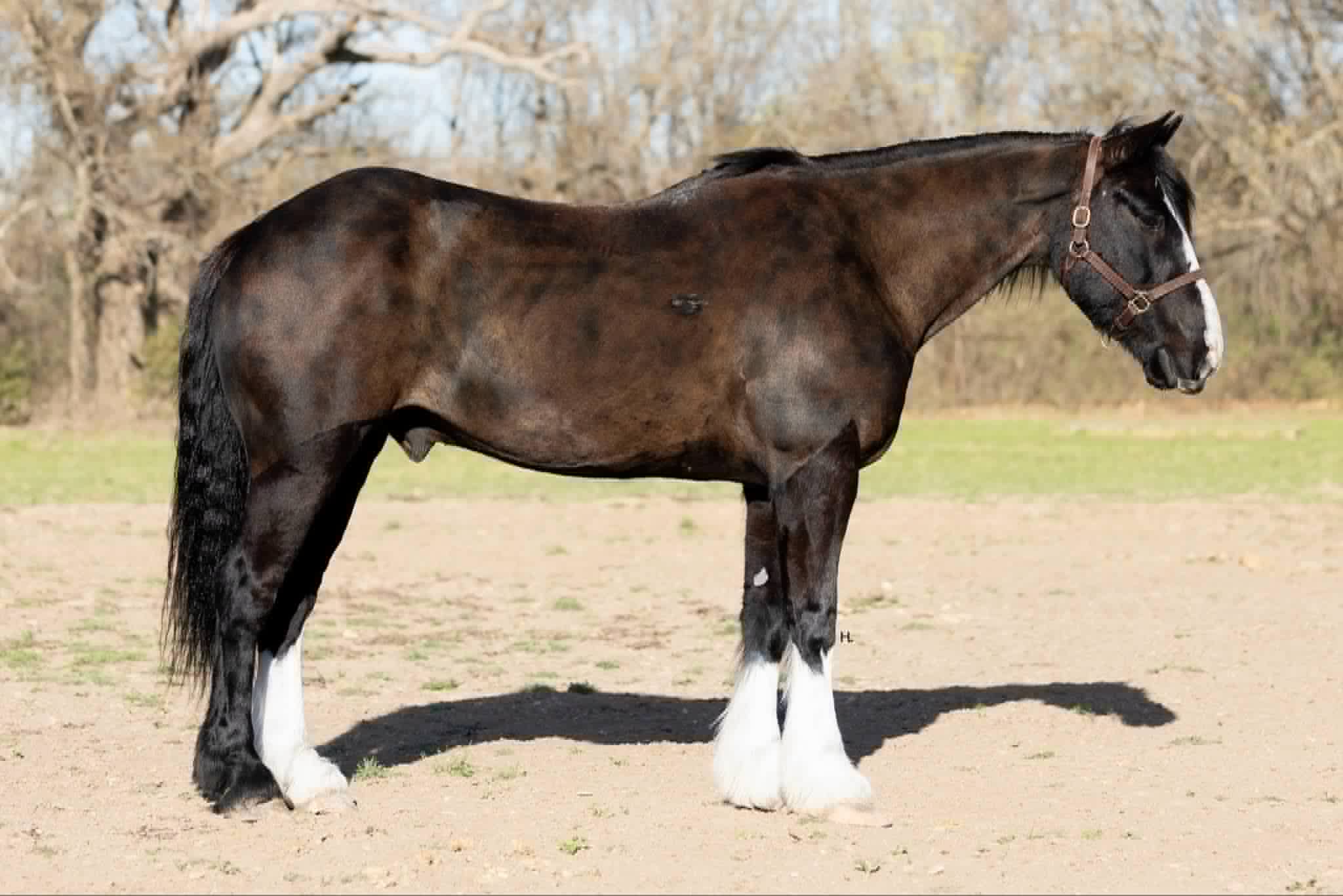 1 & Only Leroy - Image 18