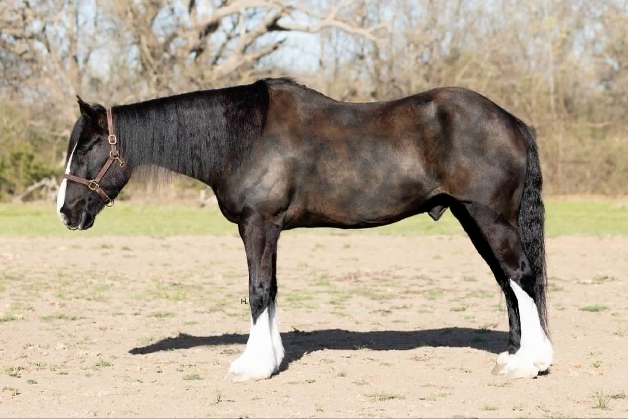 1 & Only Leroy - Image 19