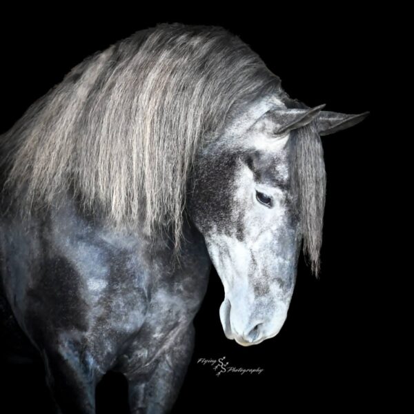 Ady Sharon's Lucy - Image 5