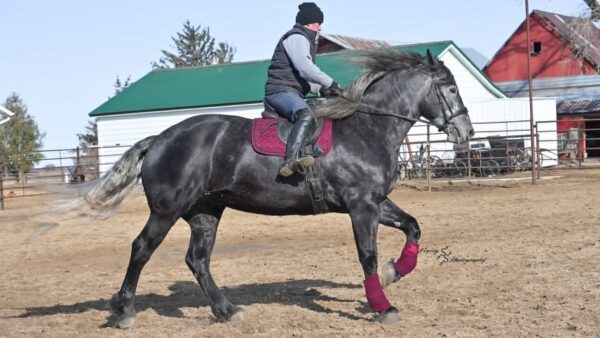 Ady Sharon's Lucy - Image 19
