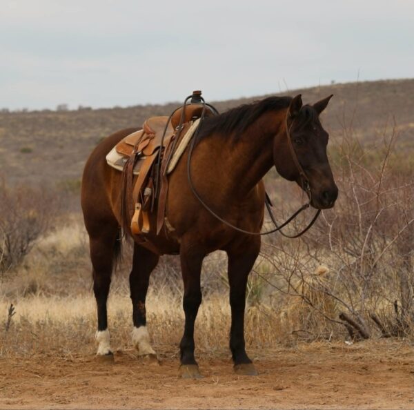 Crockett - Image 4