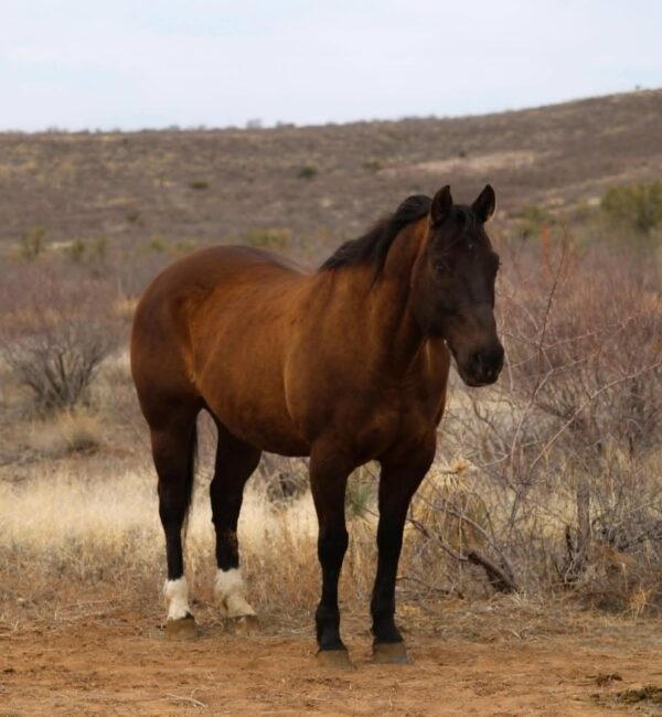 Crockett - Image 6
