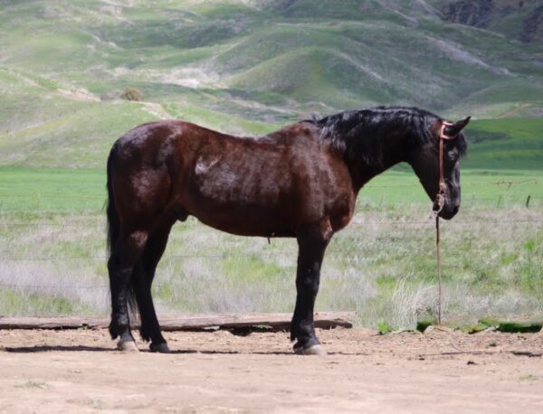 Blackjack - Image 16