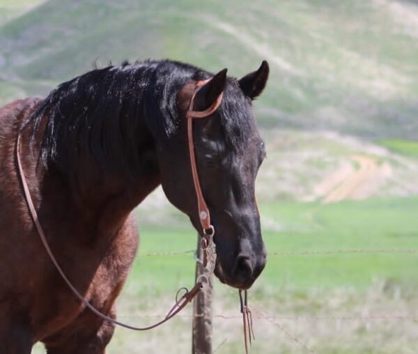 Blackjack - Image 17