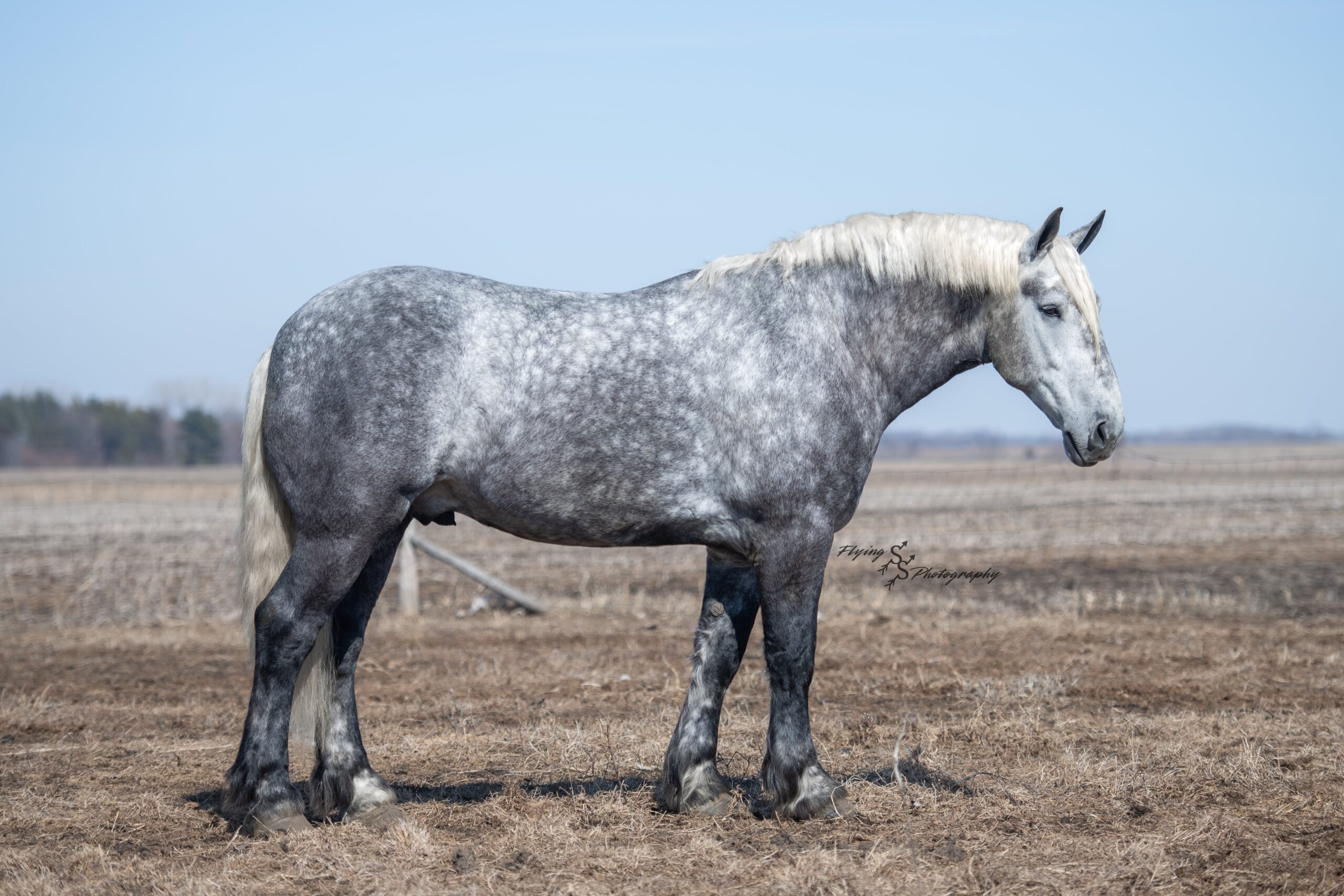 All Of Heaven Sent Max's- Winston - Platinum Equine Auction