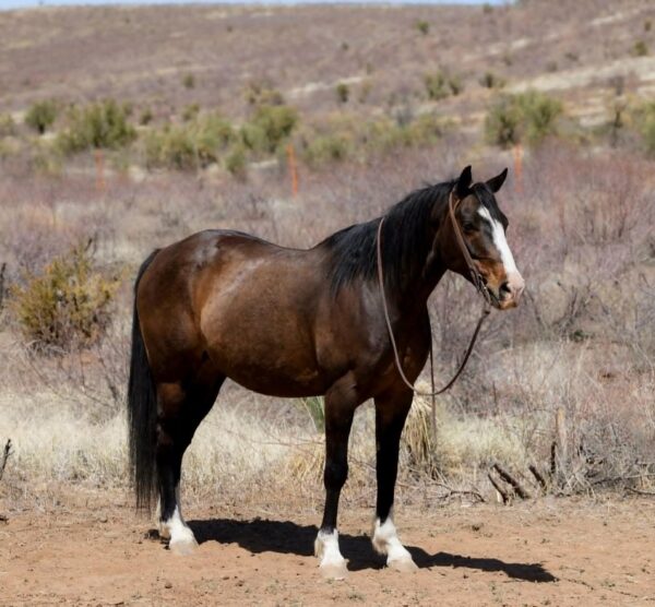 Jacks Royal Sunshine - Image 7