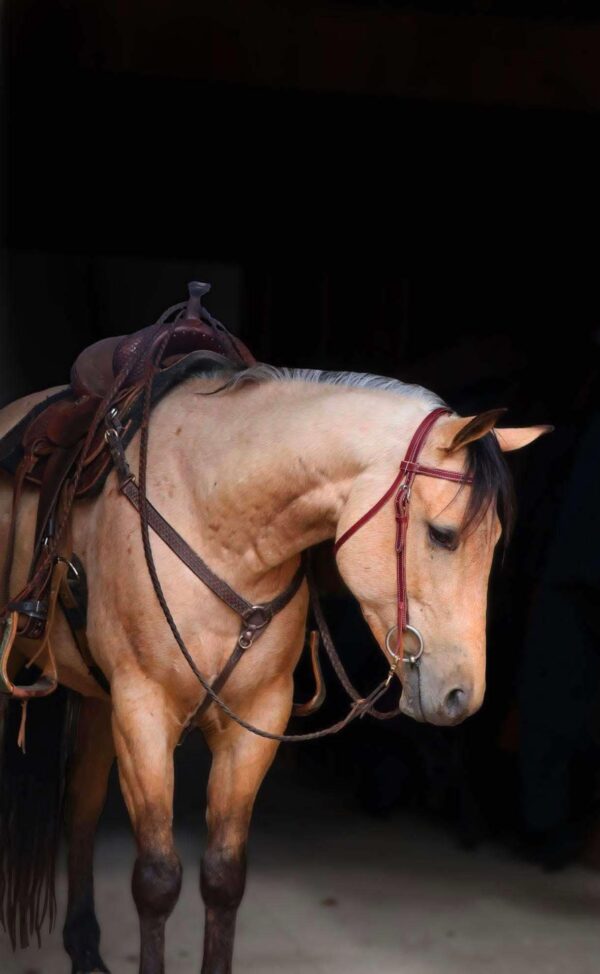 Boot Scoot N Champ - Image 3