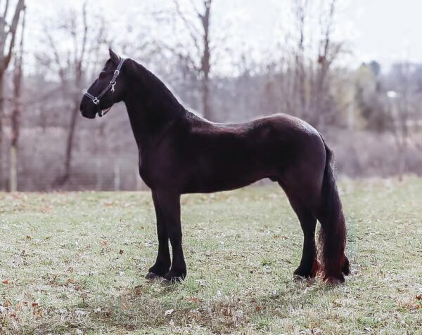 A V & Ms Valentino - Image 16