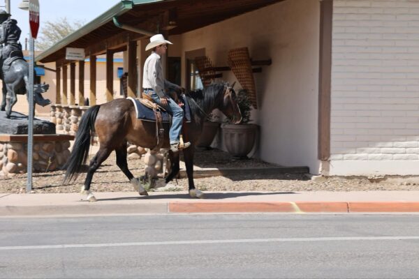Jacks Royal Sunshine - Image 13