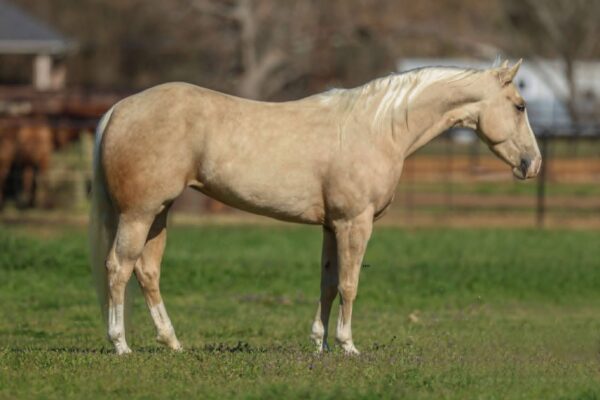 Shes Chex and Loaded Rory - Image 4