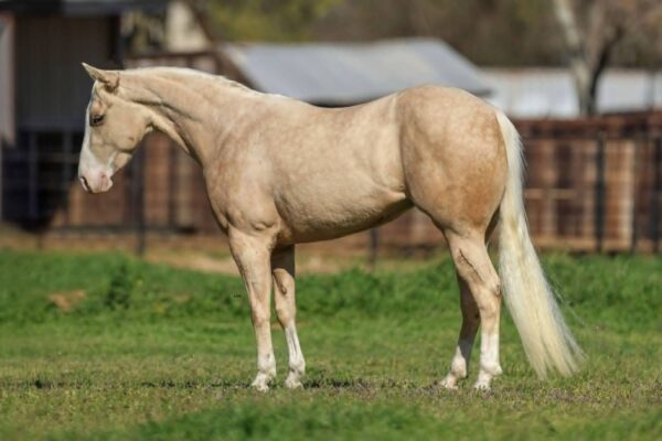 Shes Chex and Loaded Rory - Image 5