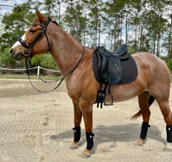 Hayses Annie - Image 11
