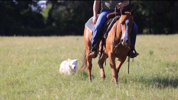 Sadie - Image 7