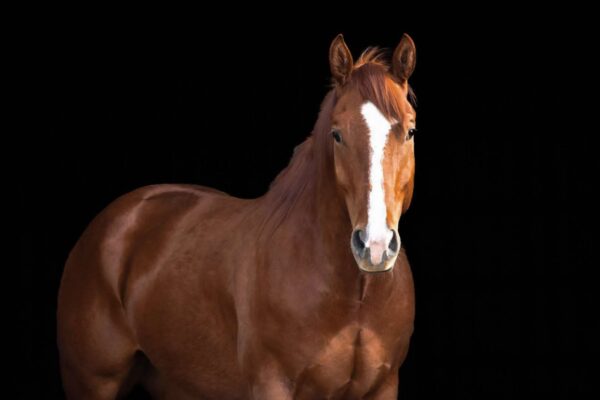 I'm Hickory Hickok - Image 4