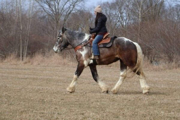 Blackstone's Big John - Image 12