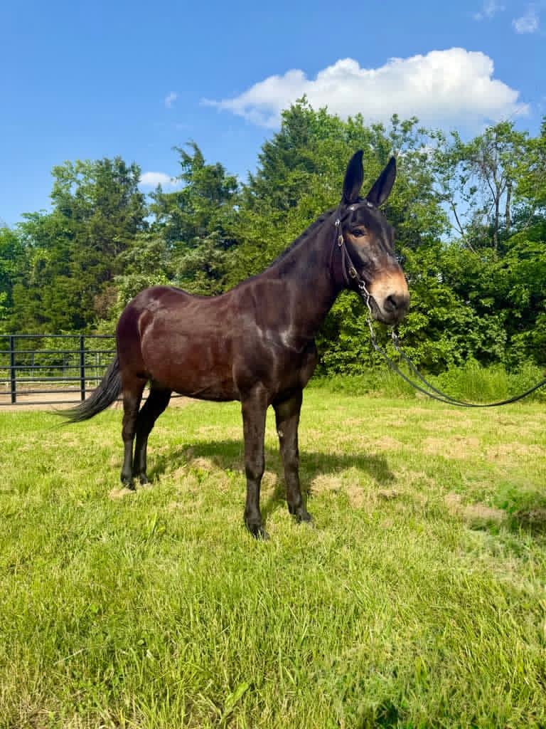 garth-platinum-equine-auction