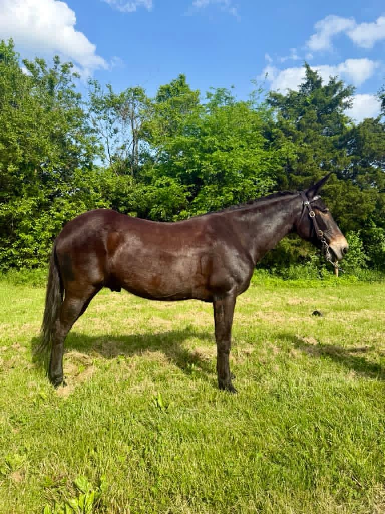 garth-platinum-equine-auction