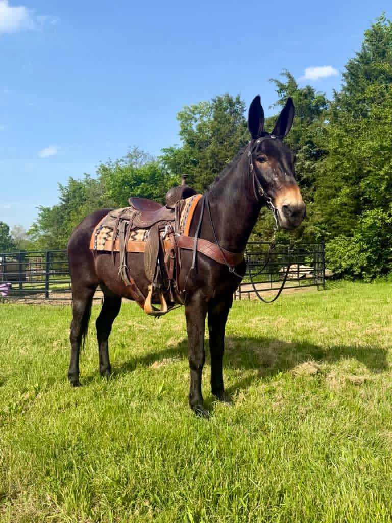 garth-platinum-equine-auction
